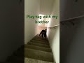 Playing tag with the little demon