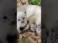 草むらで見つけた 野良猫の親子