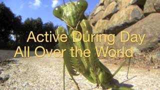Praying Mantis The Ultimate Predator