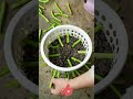 Don't Toss the Bin! Upcycle into a Veggies Planter for a Free Balcony Garden in 20 Days 🗑️🥬✨