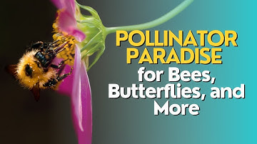 Creating a Pollinator Paradise: Attracting Bees, Butterflies, and More