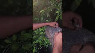 #save birds lufe#.viral vedio n subscribe for more#.😍😍🫰