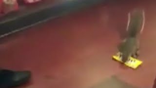 Video shows squirrel stealing M&Ms at Disney