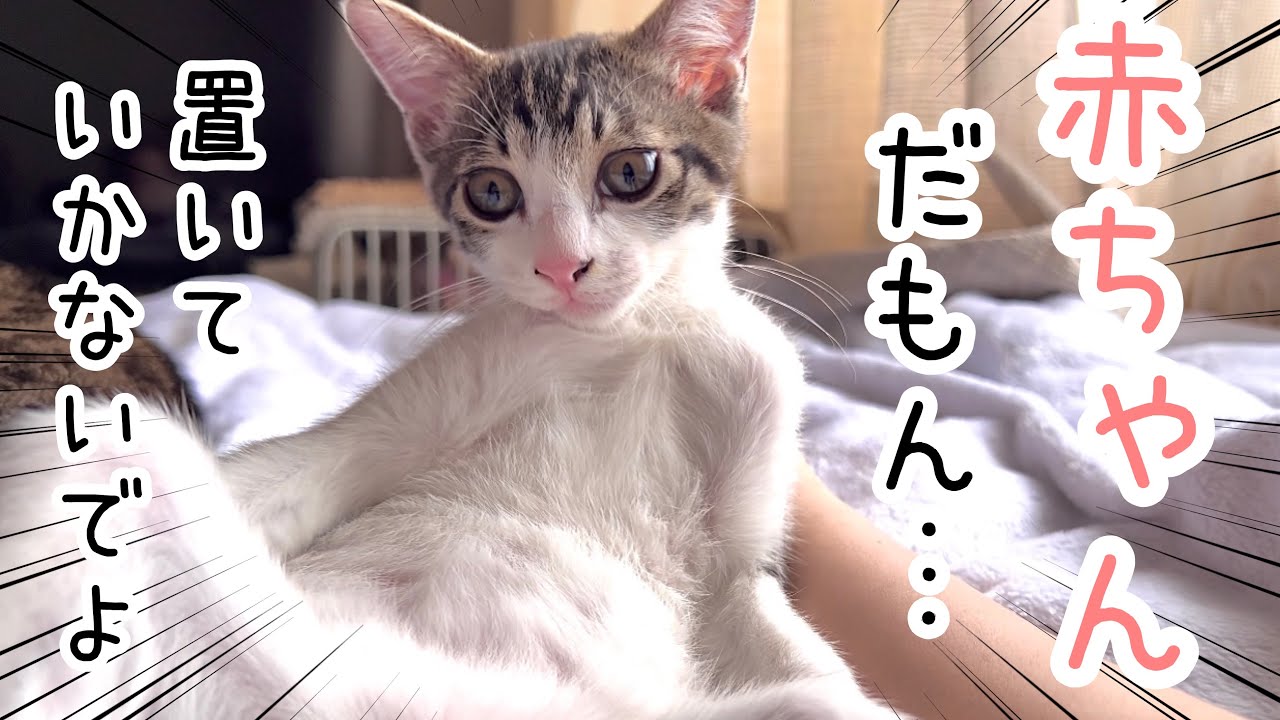 ねこのくぅーちゃん 抱っこでお昼寝に連れていかなかっただけで拗ねる甘えん坊子猫【保護猫