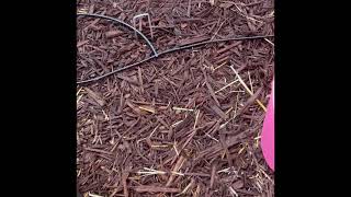 #WatermelonWarz2026 Update @BrokeFarmer @SowGoodGardener @GINAvsGINA1 @GrowSomethingTasty 