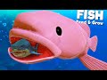 Ugly BLOBFISH vs Prehistoric Megalodon?! | Feed and Grow Fish