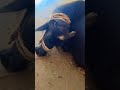 Qurbani 2k25 Memories | Alhumdullilah #bakraeid #cow #bakramandi