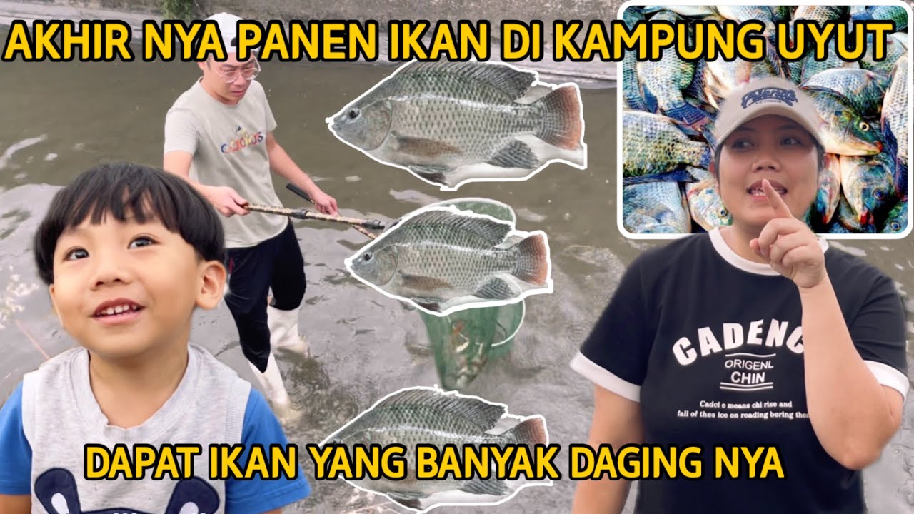 AKHIR NYA PANEN IKAN DI KAMPUNG UYUT DAPAT IKAN YANG BANYAK DAGING NYA