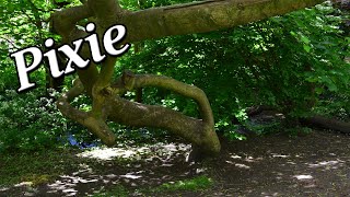 Pixie - British Folklore