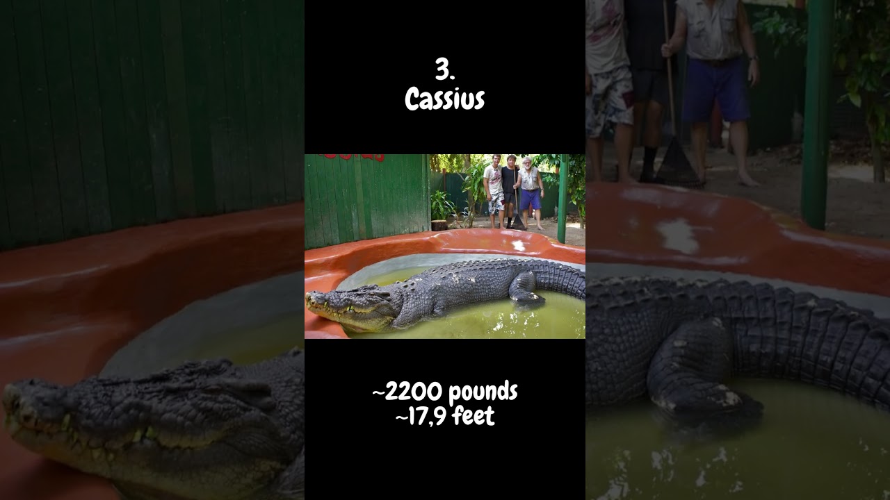 The 5 Largest Crocodile | 
