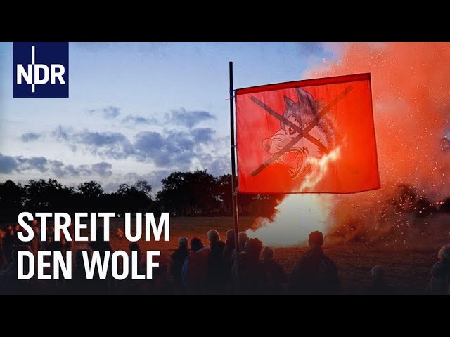 Wolf: Schießen oder schützen? | Doku | NDR | NDR Story