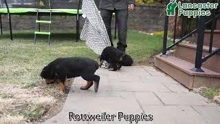 Adorable Rottweiler Puppies