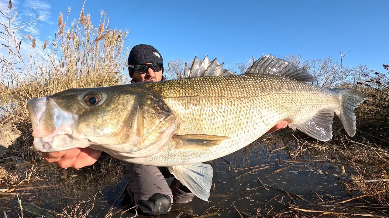 Pesco una Spigola di 9 kg a Spinning in Fiume.