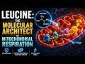Leucine: The Molecular Architect of Mitochondrial Respiration