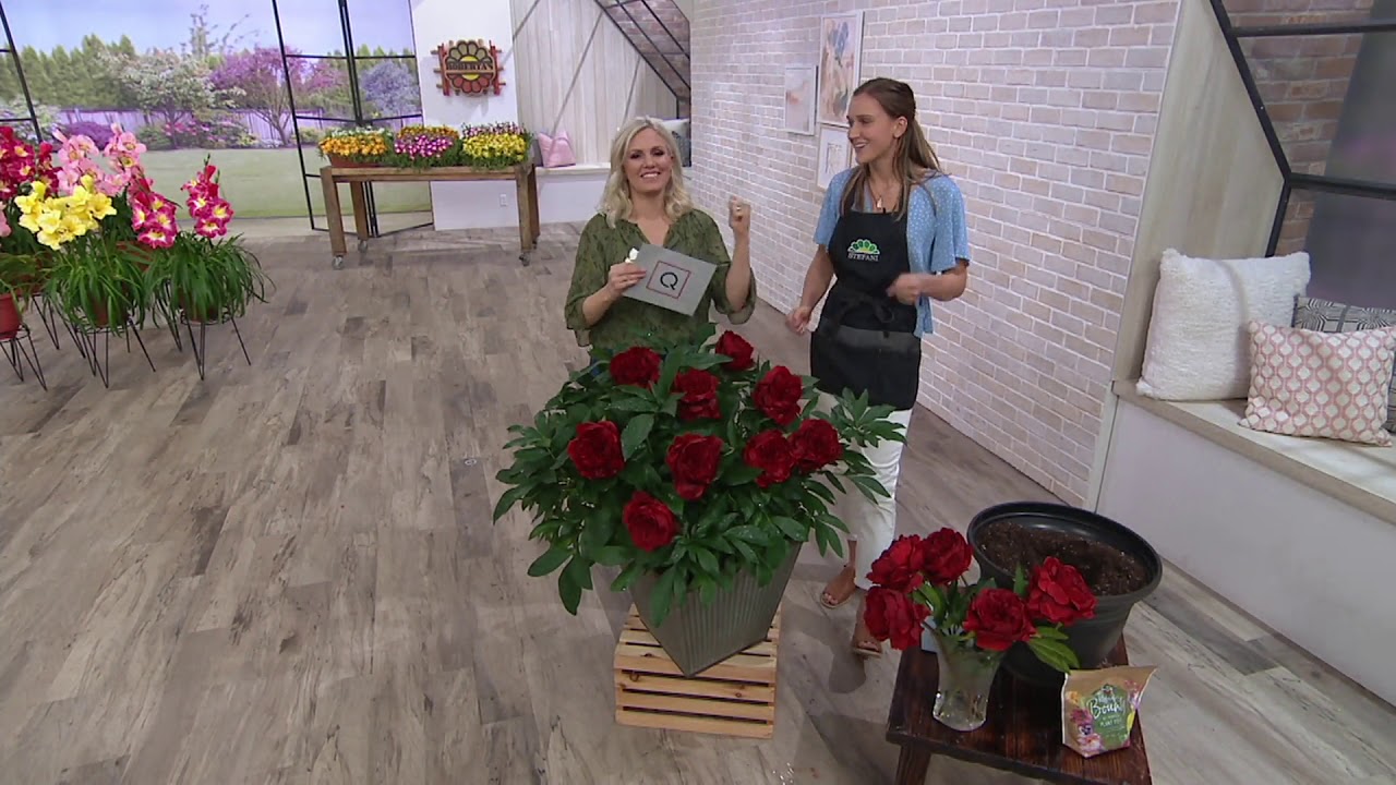 Roberta's 2Piece Red Magic Garden Peony on QVC YouTube