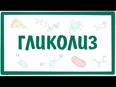 [биохимия] — ГЛИКОЛИЗ