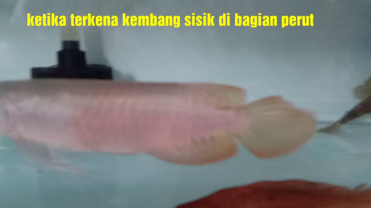 WASPADA!!! Cara mengobati ikan super red arwana terkena kembang sisik