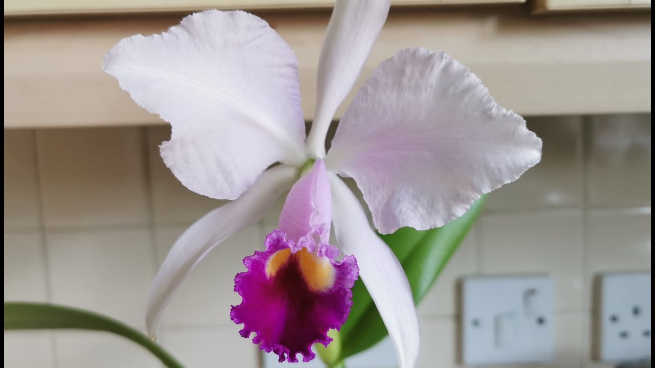 Cattleya trianaei / trianae, a winter blooming orchid growing indoors