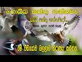 Pigeon lanka here you guys look at a new worksri lanka pigeonpigeon in sri lankatop pigeon