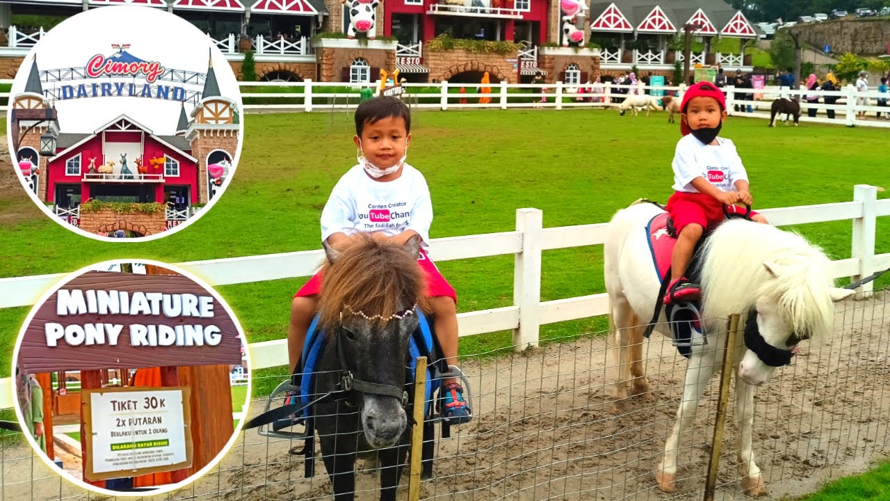 Kuda Poni | Pony Riding at Cimory Dairy Land Puncak Bogor | Wisata Viral | Riding Horse | Kuda Putih