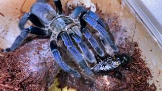 Cobalt Blue Tarantula Cyriopagopus Lividus