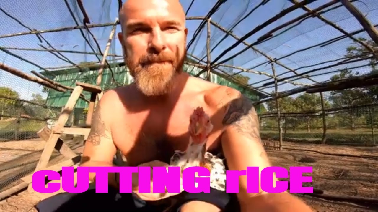Cutting Rice On The Farm - Nipe Adventure - EP 49