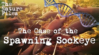 The Nature Files (Ep. 4): The Case of the Spawning Sockeye