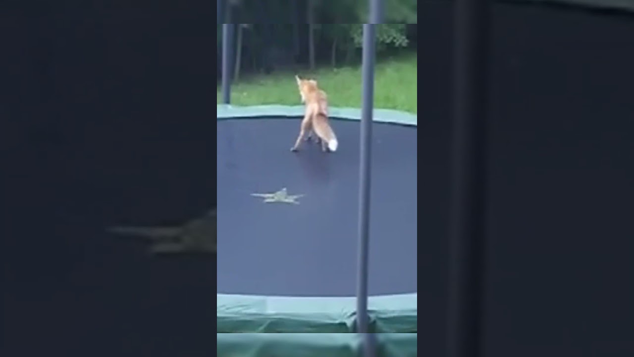 Smart Fox Figures Out Trampoline and Loves Jumping 