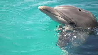 017-Animals Of Israel