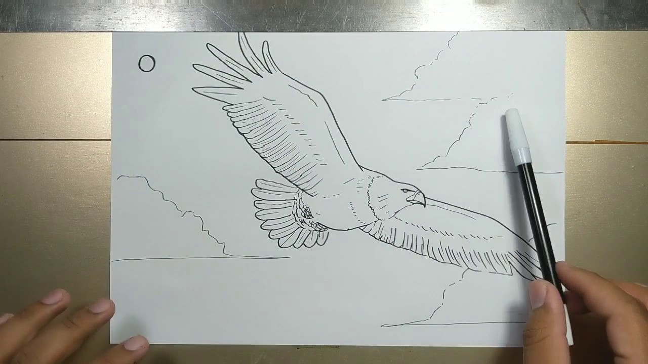 How To Draw An Eagle Flying Step By Step