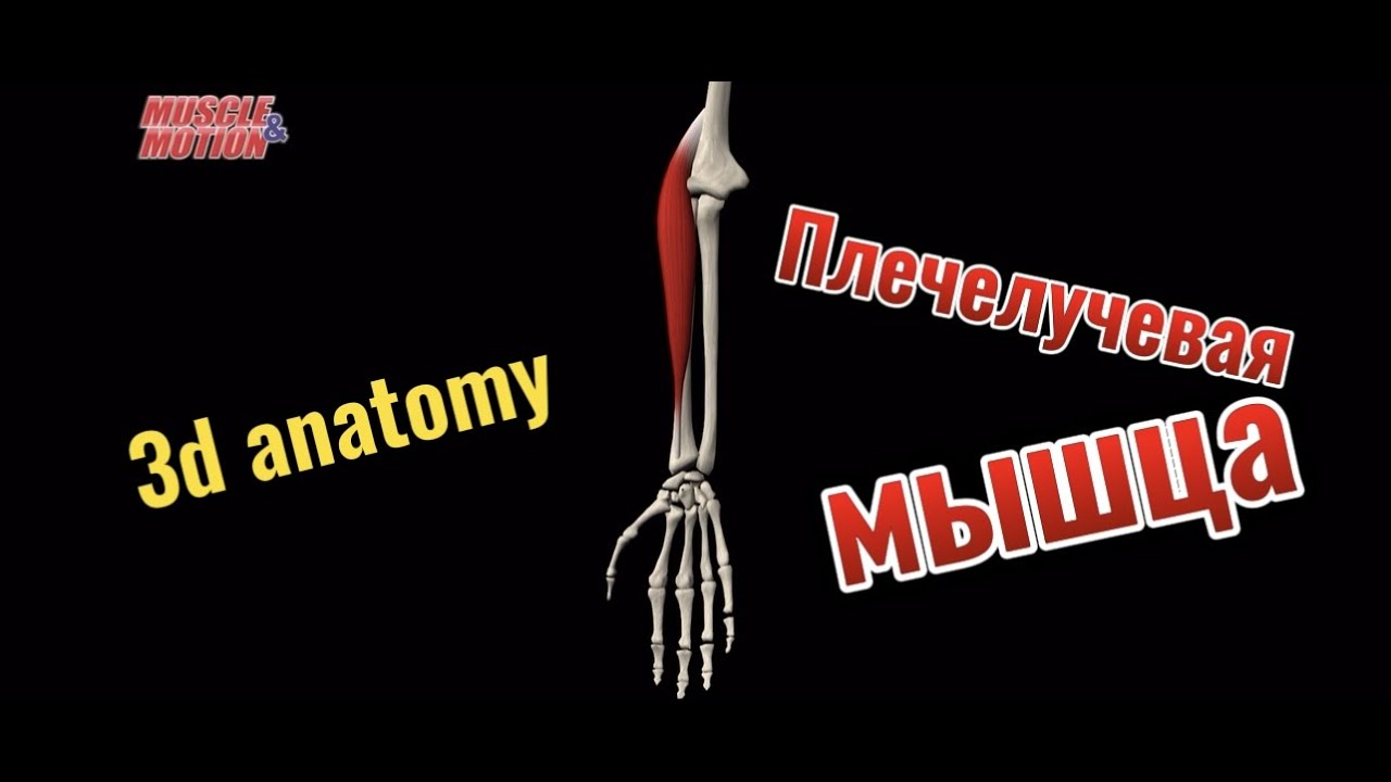 Плечелучевая мышца. 3d anatomy. MUSCLE MOTION - YouTube