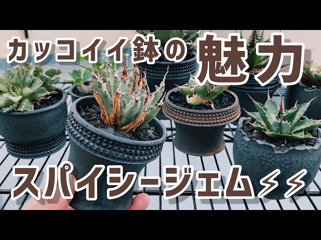 Introducing cool pots for agave - YouTube