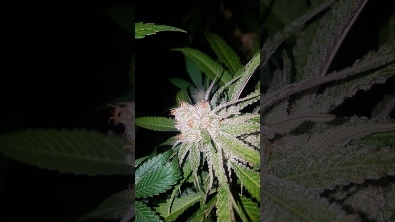 🤯🍀 visite ferme CBD 🍀🤯 