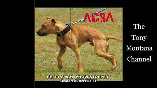 Conditioning Program For Pitbulls