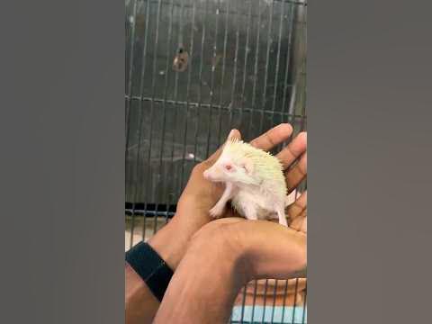 Ұрланған атақты порно