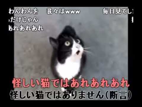 お値段以上ニトリ　猫