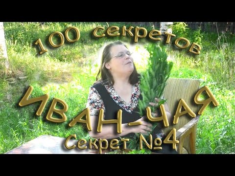 100 секретов иван-чая СЕКРЕТ 4