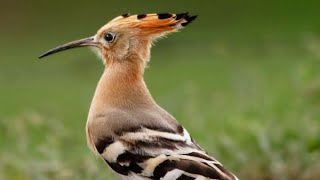Rare Hoopoe Bird Visit to a Comprehensive (GHSS) Block M North Nazimabad || 06-Feb-2026 || Friday screenshot 3
