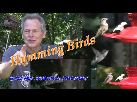 Como fazer Hummingbird Nectar