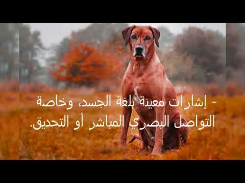 لماذا تنبح الكلاب على بعض الأشخاص بينما تتجاهل غيرهم احذر من هذه الاشياء اليكم 7 اسباب