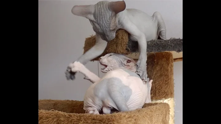 Watch the video about 😻Funny Sphynx Cats Compilation part 2 | Kittens play fighting #hairlesscat #funny #sphynxkittens