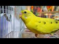 LONELY parakeets// HELP the budgies chirp and sing