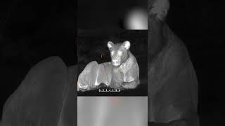 Wildlife photographers use night vision to get the best shot! | Ready, Set, Zoom! | Nat Geo Kids