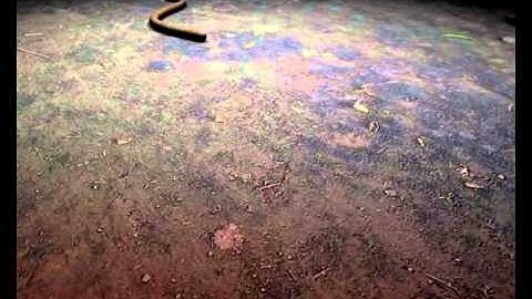 Create A Snake Animation Using Springmatic In 3ds Max - Preview