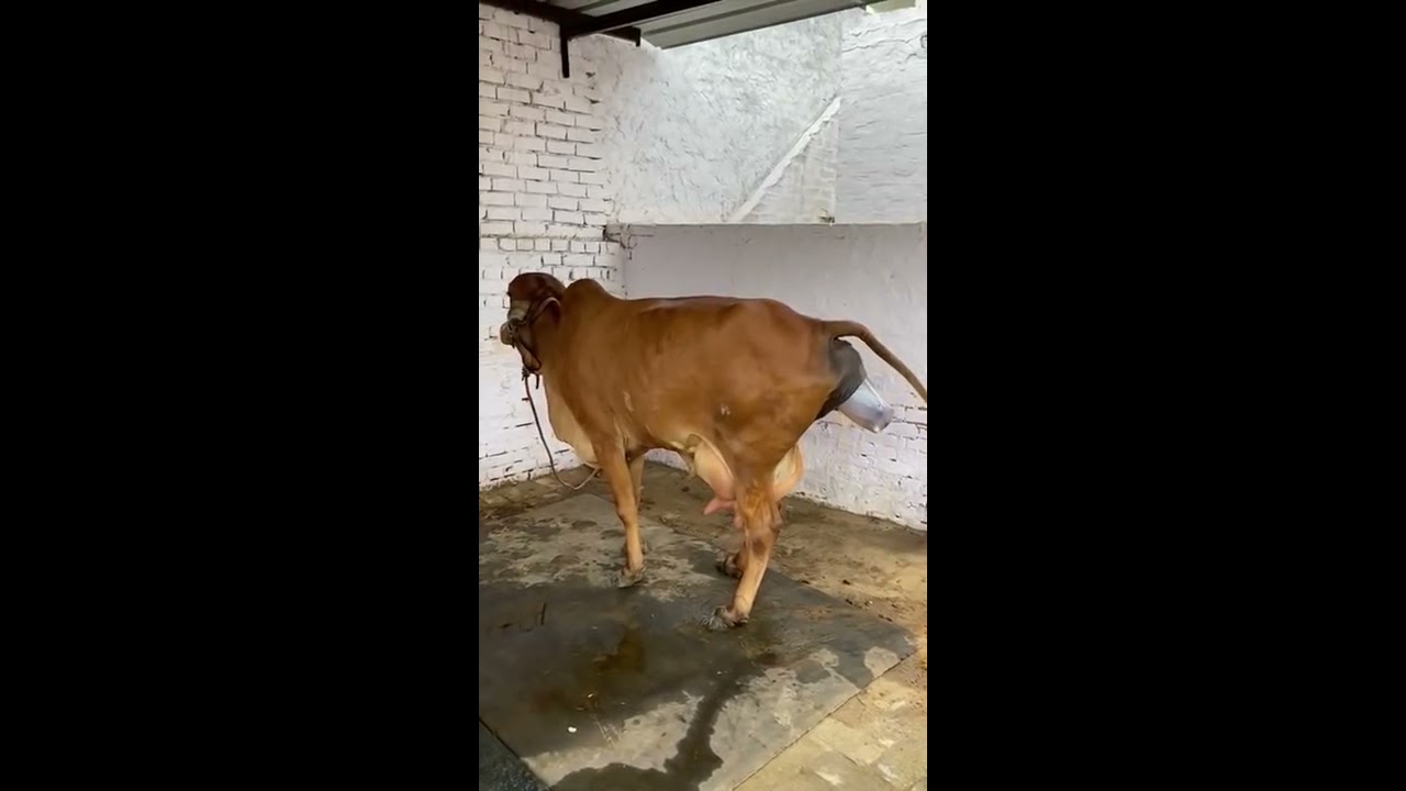 Pure Gir Cow Subscribe To Our Channel For More Videos