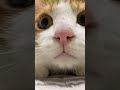 This Cat Just Diagnosed Your Problem… And It’s You 😳🐱
