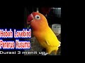 Heboh lovebird konslet penerus Kusumo