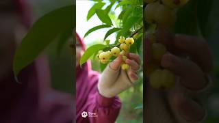 Crunch... Juicy... Relax...