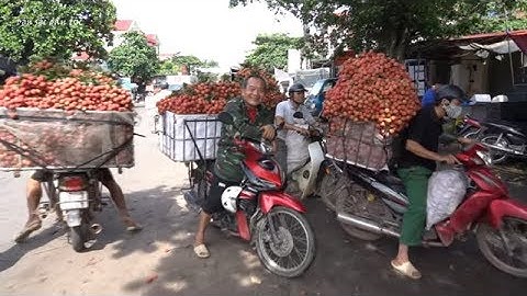 Xem Mấy Ông Trung Quốc Tranh Nhau Mua Vải Thiều Lục Ngạn Khiến Bà Con Mừng Rơi Nước Mắt