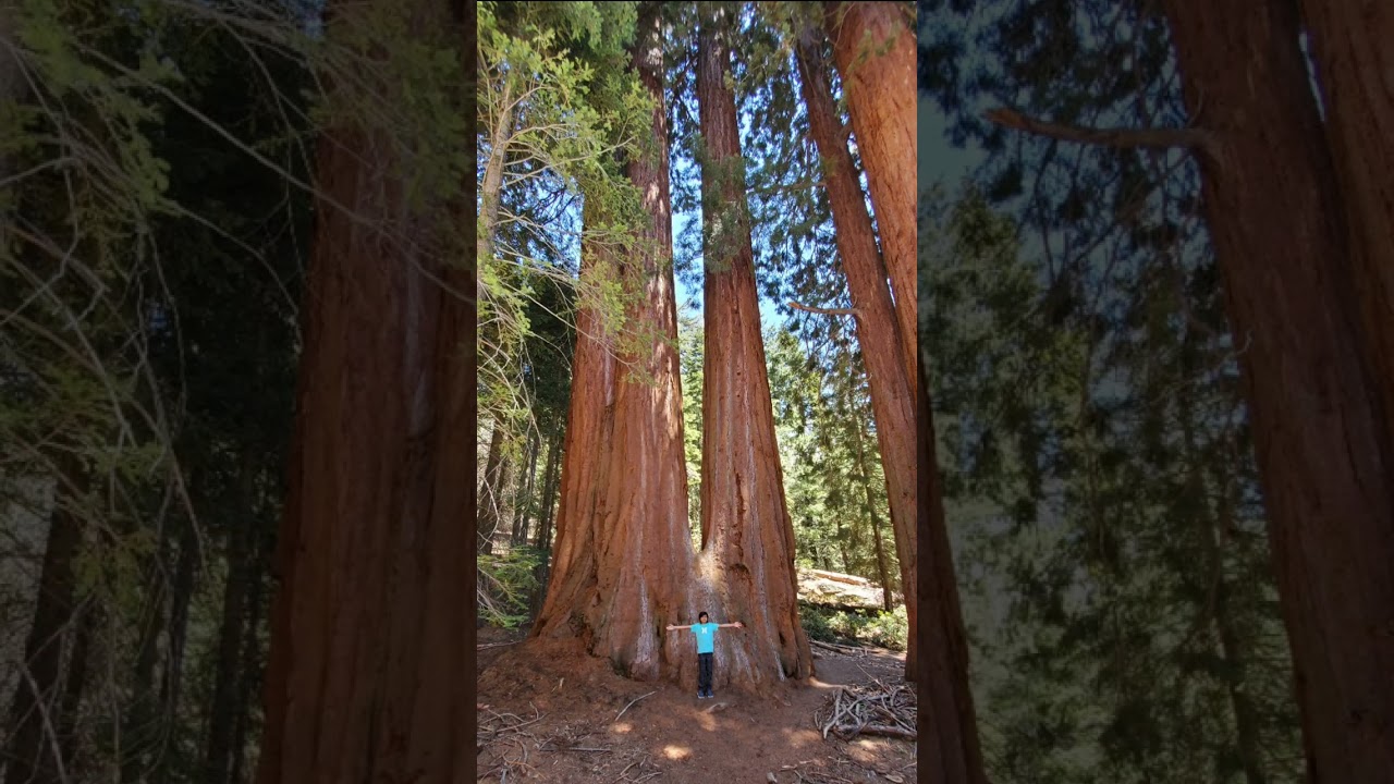 Sequoia National Park, California, US - May 2021